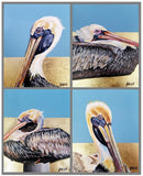 Pelican Study 2